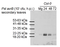 PR-4 | Pathogenesis-related protein 4 (Arabidopsis thaliana) in the group Antibodies for Plant/Algal / Environmental Stress / Pathogen attack at Agrisera AB (Antibodies for research) (AS12 2369)
